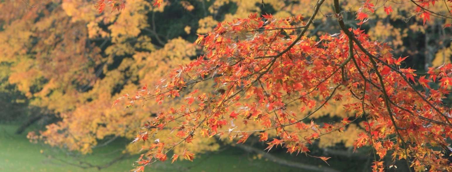 関東で一番遅い紅葉