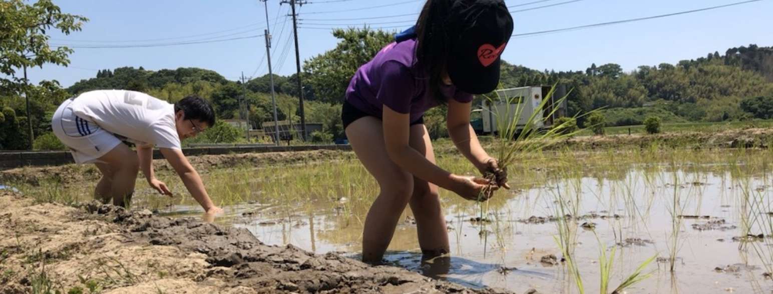 田植え、稲刈り、<br />
そしていただきます