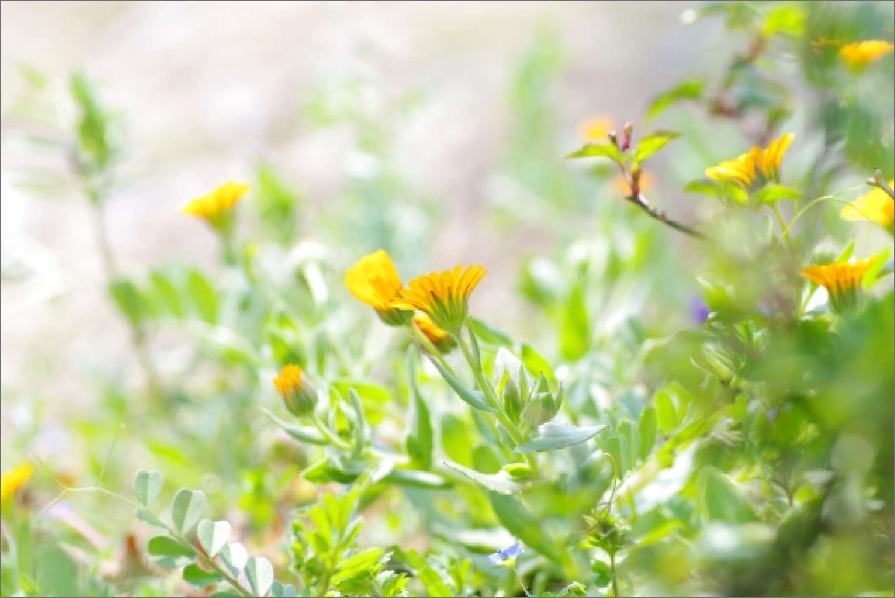 野の花ツアー