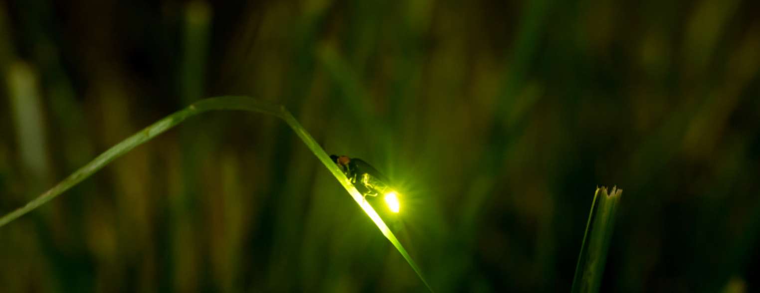 今までにない、幻想的な夜を